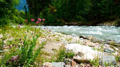 Photos the bank of the Arkhыз mountain river in the Caucasus, in a pine forest