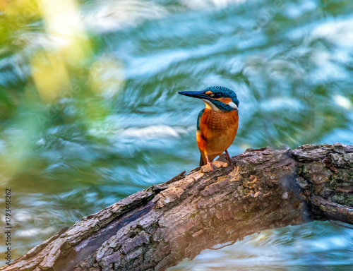 A colorful kingfisher bird sits on a tree by a pond against the background of...