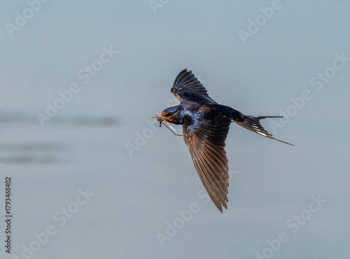 A barn swallow bird flies over water on a summer day with a straw in its beak