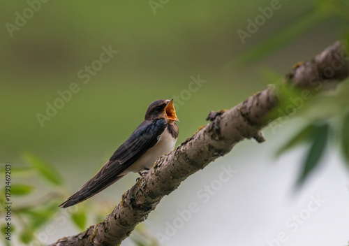 A barn swallow chick sits on a branch in a summer garden with its hungry beak...