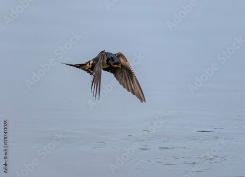 A barn swallow bird flies over water on a summer day