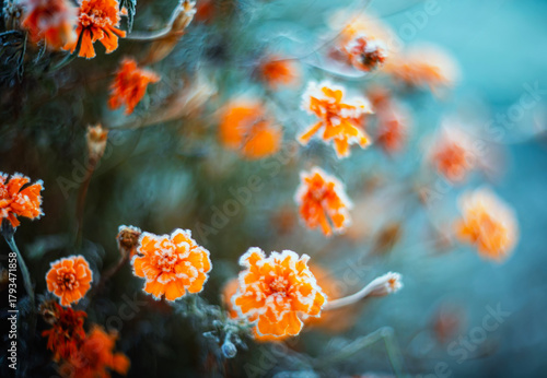 Natural autumn landscape with flowers covered with cold transparent crystals ...