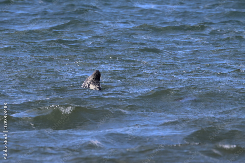 Fototapeta premium grey seal