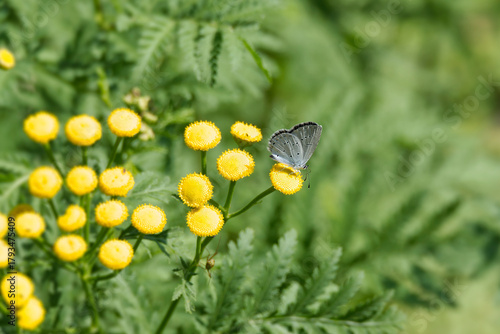 Holly Blue (Celastrina argiolus) butterfly with closed wings perched on a yellow flower in Zurich, Switzerland