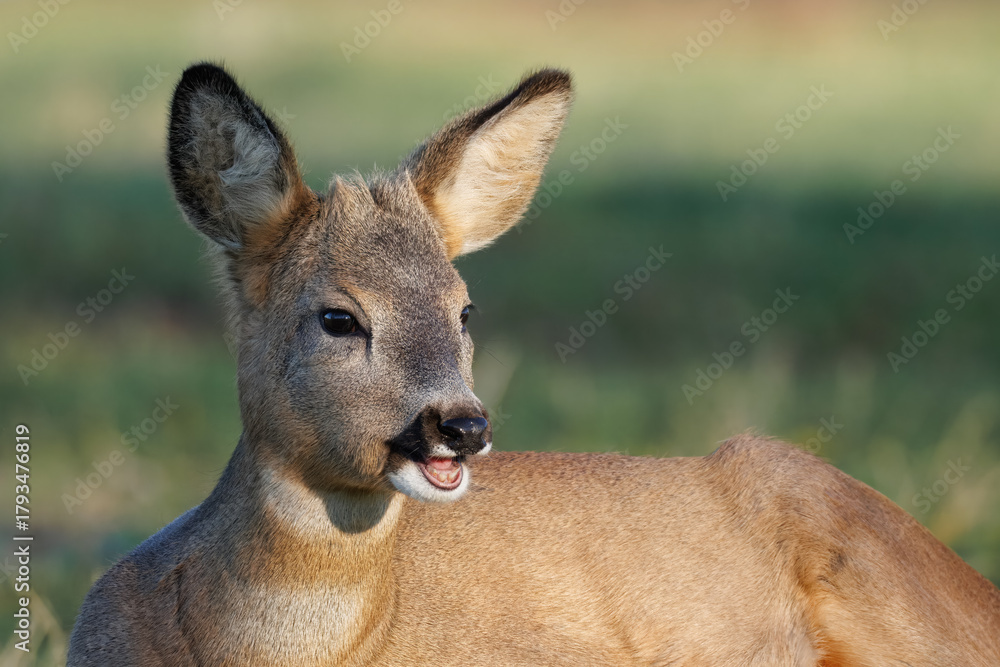 Fototapeta premium Close-up portrait of a young male roe deer against a pale green background on a sunny autumn day.