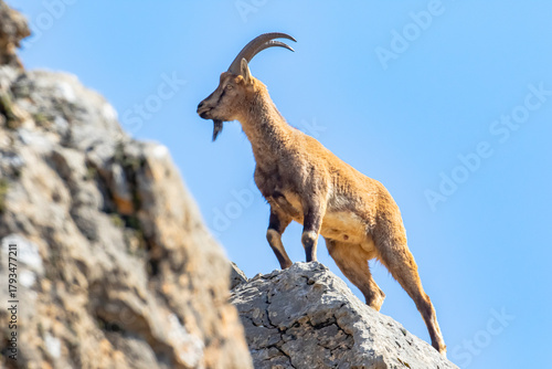 Wild goats (Capra aegagrus) are living in rocky mountains covered with caves and grasses at 1500 meters high rocky places. This photograph was taken in the Elazığ City o Turkey.