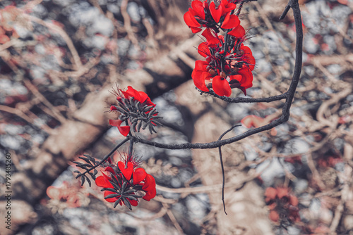 Red Erythrina Flowers on Tree Branch with Soft Background