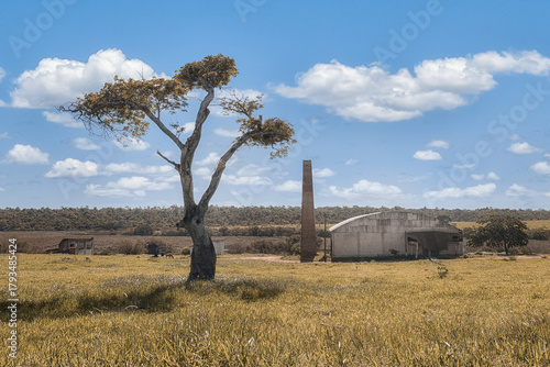 Rural Landscape with Old Tree and Farm Warehouse Under Blue Sky