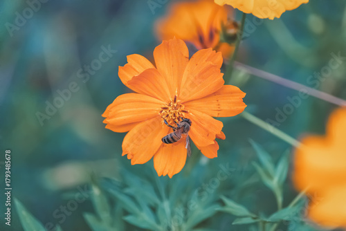 Honey Bee Pollinating Orange Flower in Close-Up