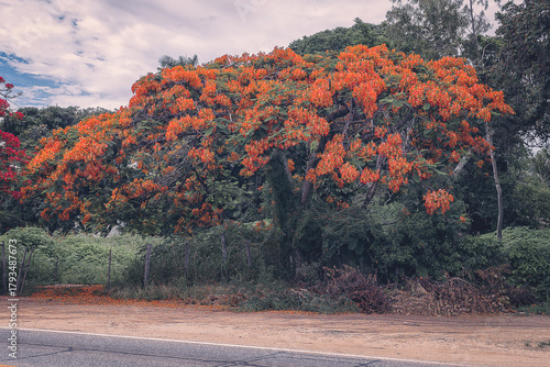 Orange flowering tree by the roadside