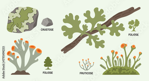 Diverse Lichen Forms and Types in Nature.