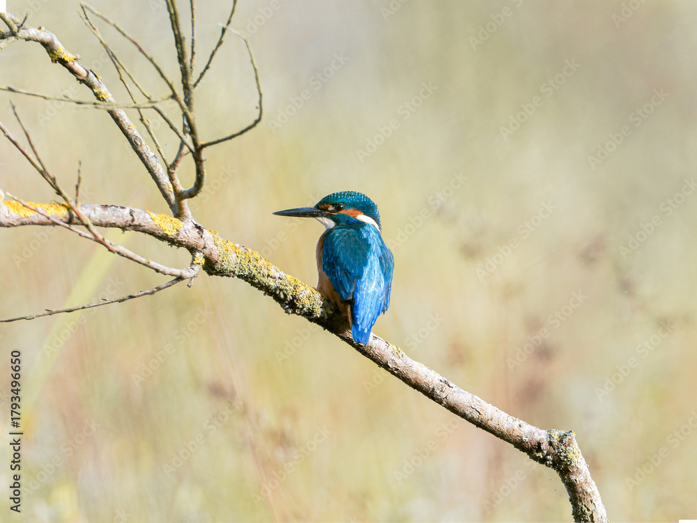 Obraz premium Martin-pêcheur d’Europe mâle (Alcedo atthis) posé sur une branche recouverte de lichen, observation naturaliste en milieu humide