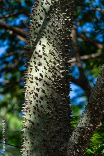 Silk Floss Tree Trunk with Spines in Natural Light