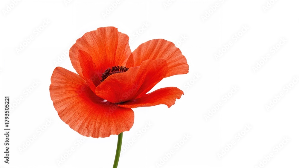 Obraz premium A vibrant red poppy flower with delicate petals on a white background.