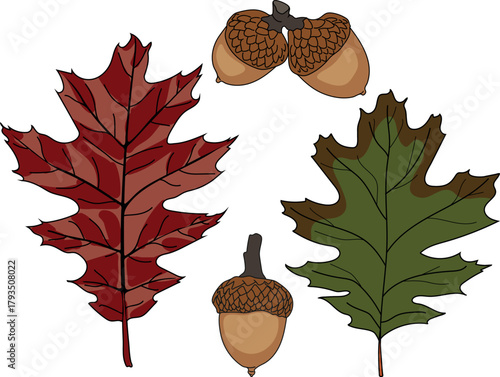 Parts of Northern red oak (Quercus rubra): acorns and leaves isolated on white background