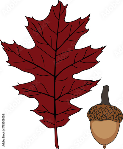 Parts of Northern red oak (Quercus rubra): acorn and leaf isolated on white background	
