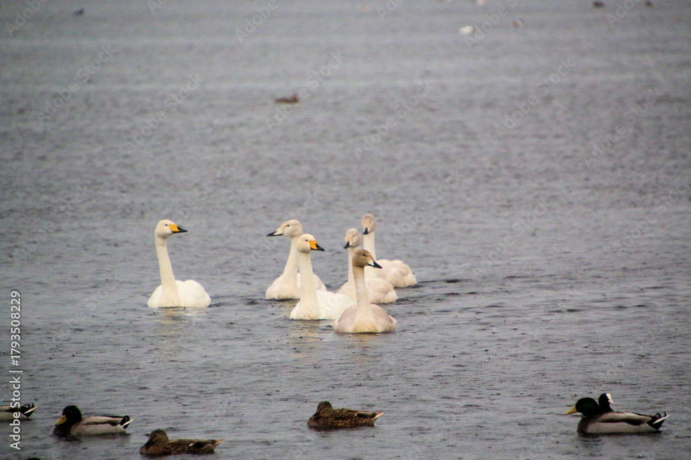 Fototapeta premium A close up of a Whooper Swan at Martin Mere Nature Reserve