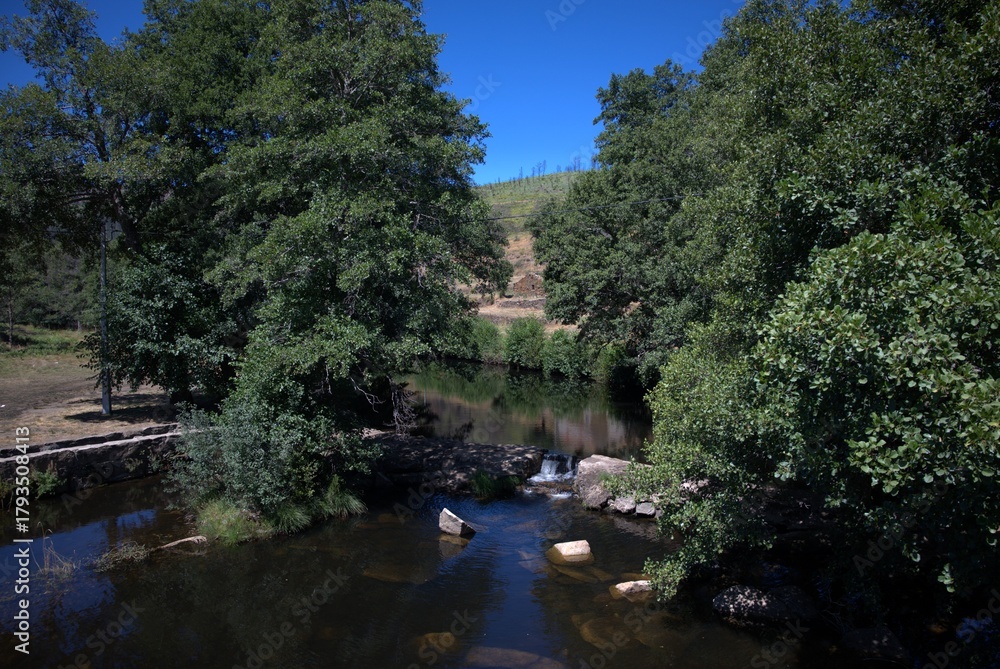 Fototapeta premium river in the forest