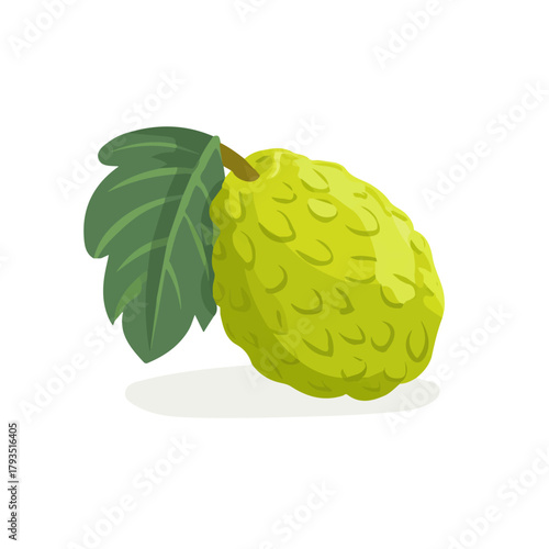 Breadfruit — flat 2D vector artwork created in a clean, modern, and minimal style on white background.