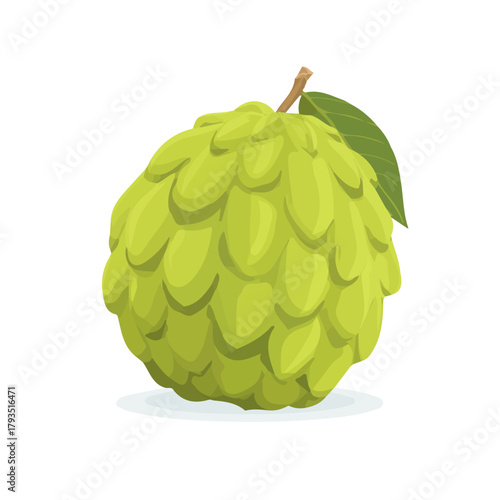 Cherimoya, clean 2D vector flat illustration in minimal and modern style on a white background.