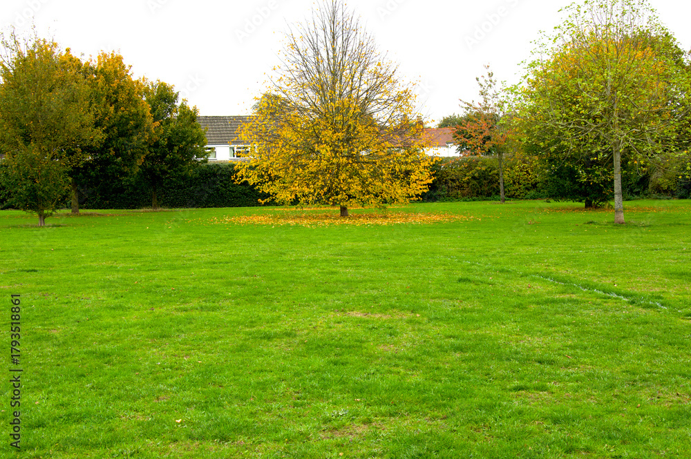 Obraz premium Yellow Autumn Tree in Park with Overcast Sky Background