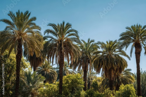 Tropical paradise with palm trees against a clear blue sky, showcasing lush foliage and textured trunks, creating a vibrant natural oasis perfect for travel and nature enthusiasts