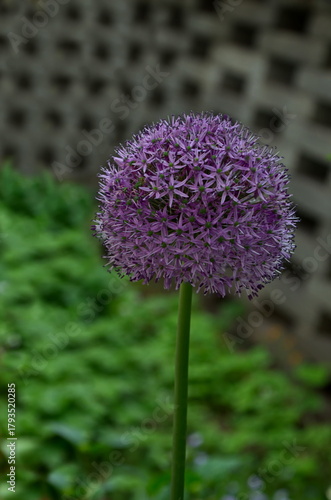 Close-up on Purple Allium flowerhead decorative onion, Sofia, Bulgaria  