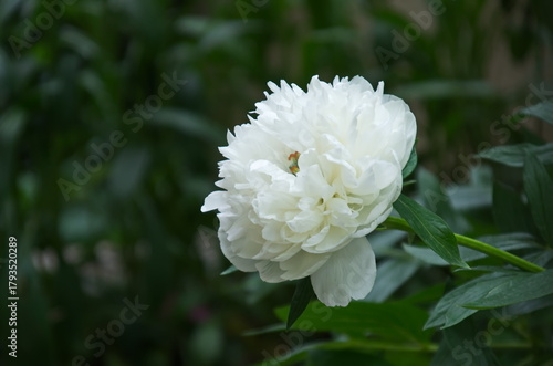 White peony or Paeonia flower  blooming on the background of green leaves, Sofia, Bulgaria  