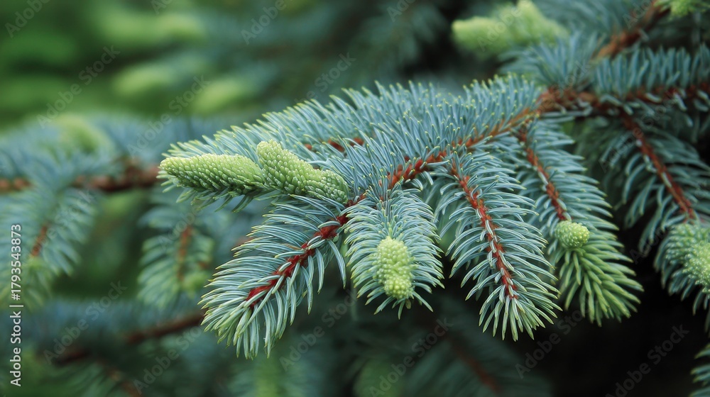 Fototapeta premium Abies concolor Violacea is a type of White fir featuring long soft silvery needles that fade to pale