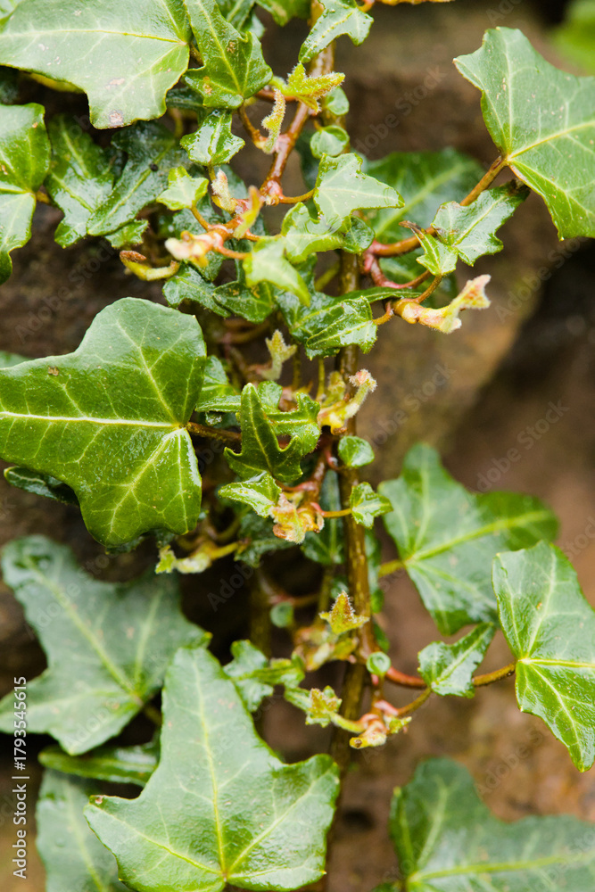 Fototapeta premium Ivy small leaves with stone wall in the background vertical macro photo