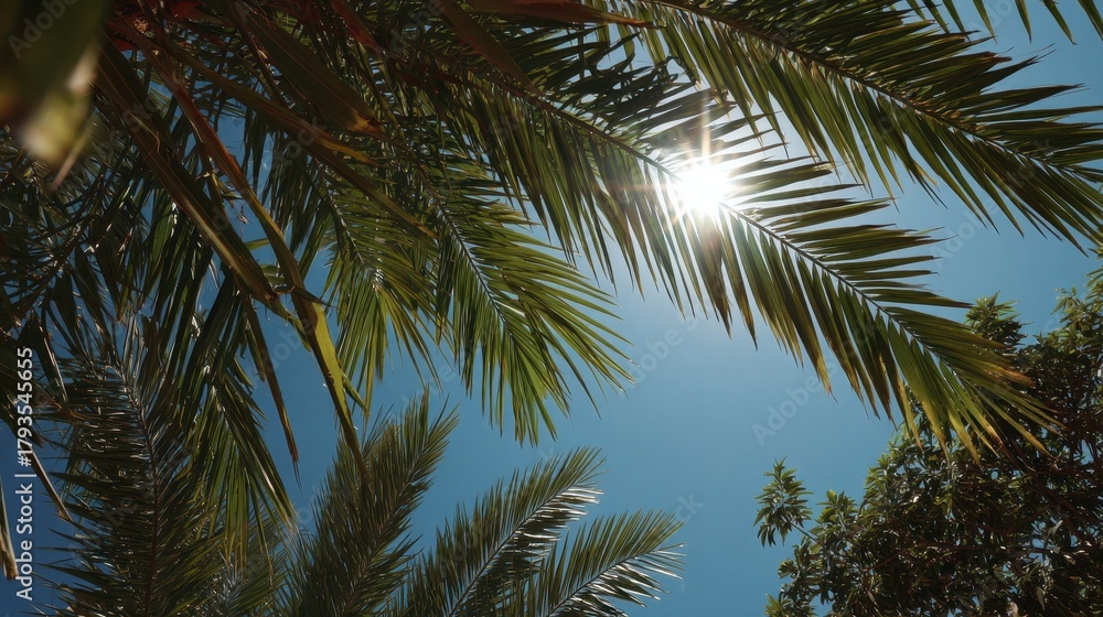 Fototapeta premium palm fronds under the radiant sun