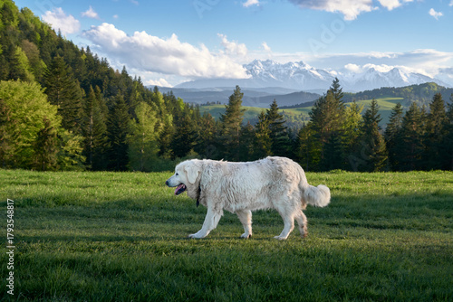 Fototapeta Naklejka Na Ścianę i Meble -  Large white mountain dog walking on a spring meadow in the Pieniny Mountains, with snowy Tatra peaks in the distance