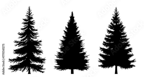 Silhouettes of pine trees isolated on white background. Vector illustration