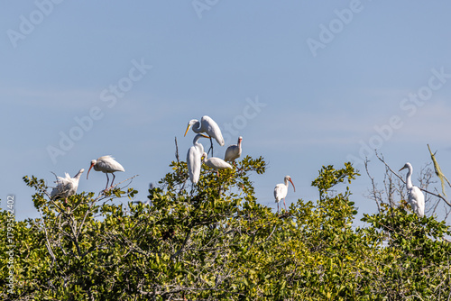 Billede på lærred Briggs Boardwalk Nature preserve in Naples, Collier County, Florida