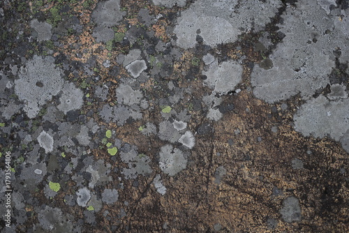 Close-up of weathered rock surface covered in patches of gray lichen, green moss, and rust-colored mineral deposits under soft, diffused lighting.