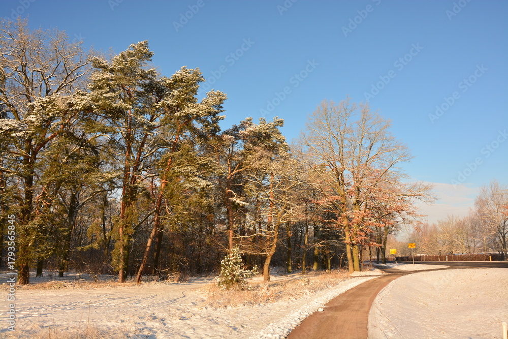 Fototapeta premium Wald, Radweg, Feld, Himmel, Schnee, Winter