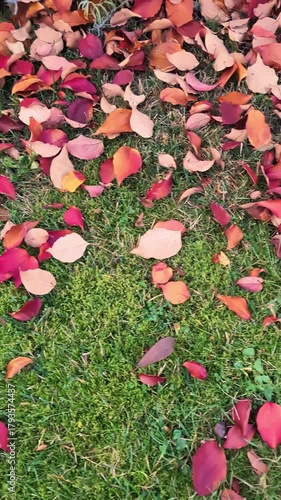Colorful red autumn leaves fallen on green grass lawn