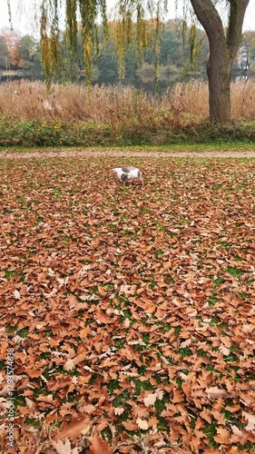 Goose walking through autumn leaves in a park