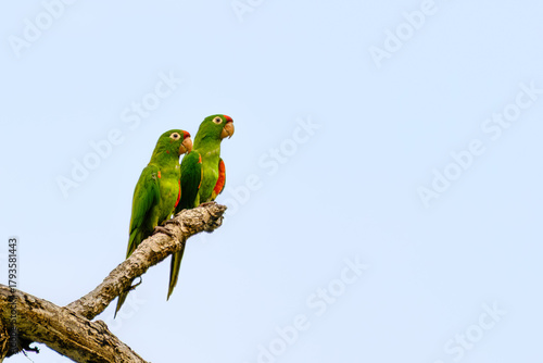 Two parakeets sitting on a branch