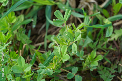 Blooming alfalfa flowers in the field. Medicinal herbs. Growing grass for livestock feed.