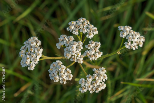 A white flower on a green background. A perennial herbaceous plant. A species of the yarrow genus of the Asteraceae family. achillea millefolium