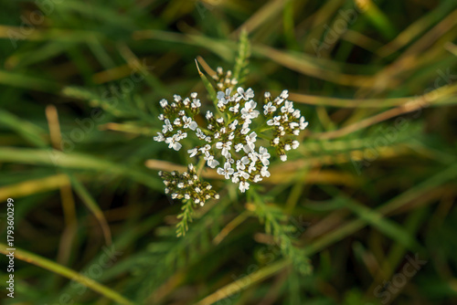 A white flower on a green background. A perennial herbaceous plant. A species of the yarrow genus of the Asteraceae family. achillea millefolium