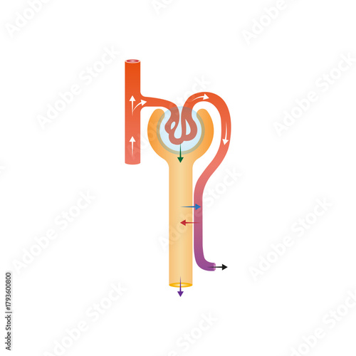 Urine Formation Stages Science Design. Vector Illustration.
