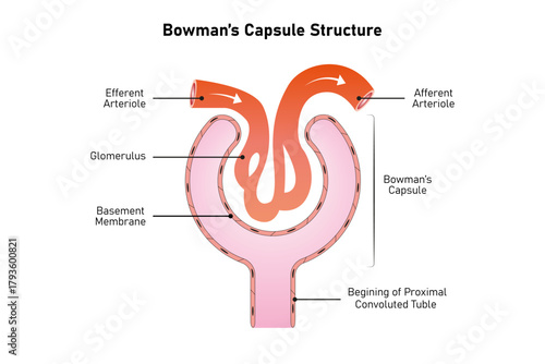 Bowman Capsule Structure Science Design. Vector Illustration.