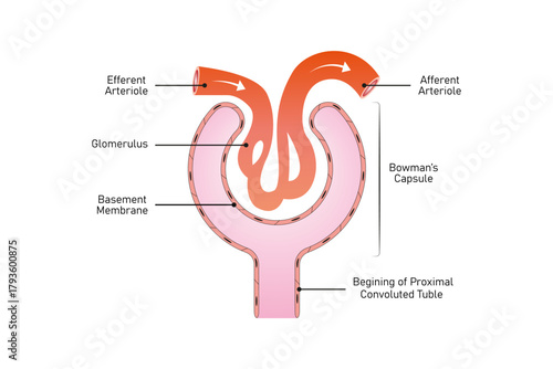 Bowman Capsule Structure Science Design. Vector Illustration.
