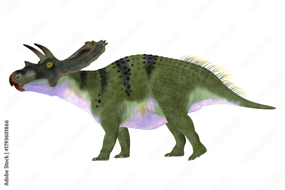 Fototapeta premium Anchiceratops Dinosaur Female - Anchiceratops ornatus was a herbivorous Ceratopsian dinosaur that lived in Alberta, Canada in the Cretaceous Period.