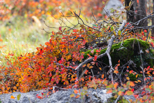 Tableau sur toile carso triestino in autunno con la fioritura dello scotano