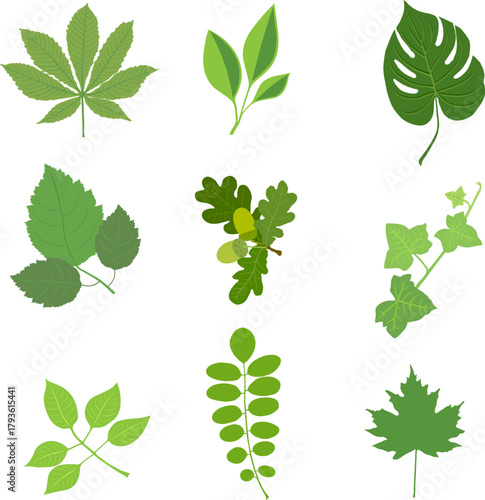 Flat and volumetric images of various green leaves of plants such as chestnut, ivy, monstera, oak, acacia, maple isolated on a white background.