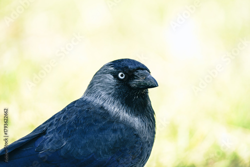 ptak kawka zwyczajna (Corvus monedula) w ujęciu portretowym