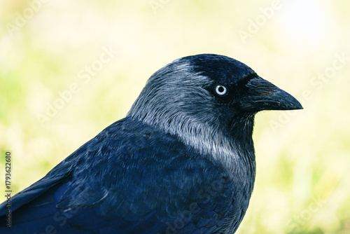 ptak kawka zwyczajna (Corvus monedula) w ujęciu portretowym